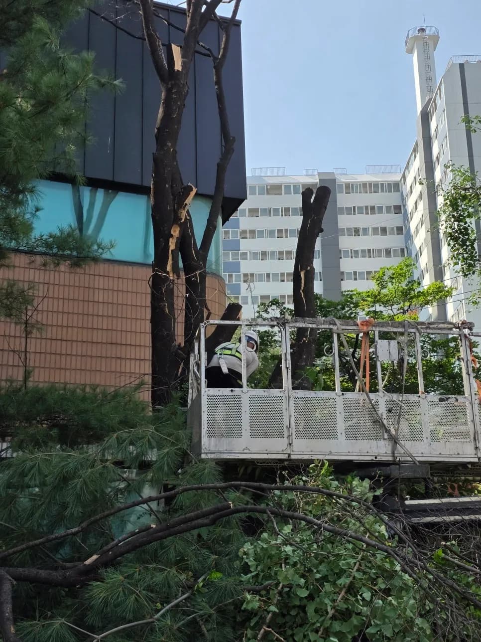 벌목 시공 사진