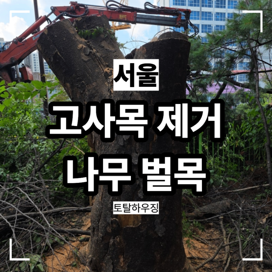 서울 고사목 제거 나무 벌목 업체 건물 옆 느티나무 정리